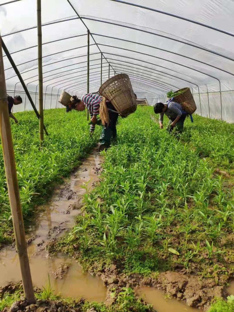 10亩空心菜基地转让