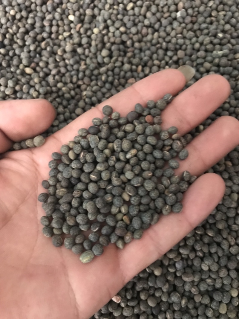 黑碗豆可适打凉粉做鸽粮干净过筛的