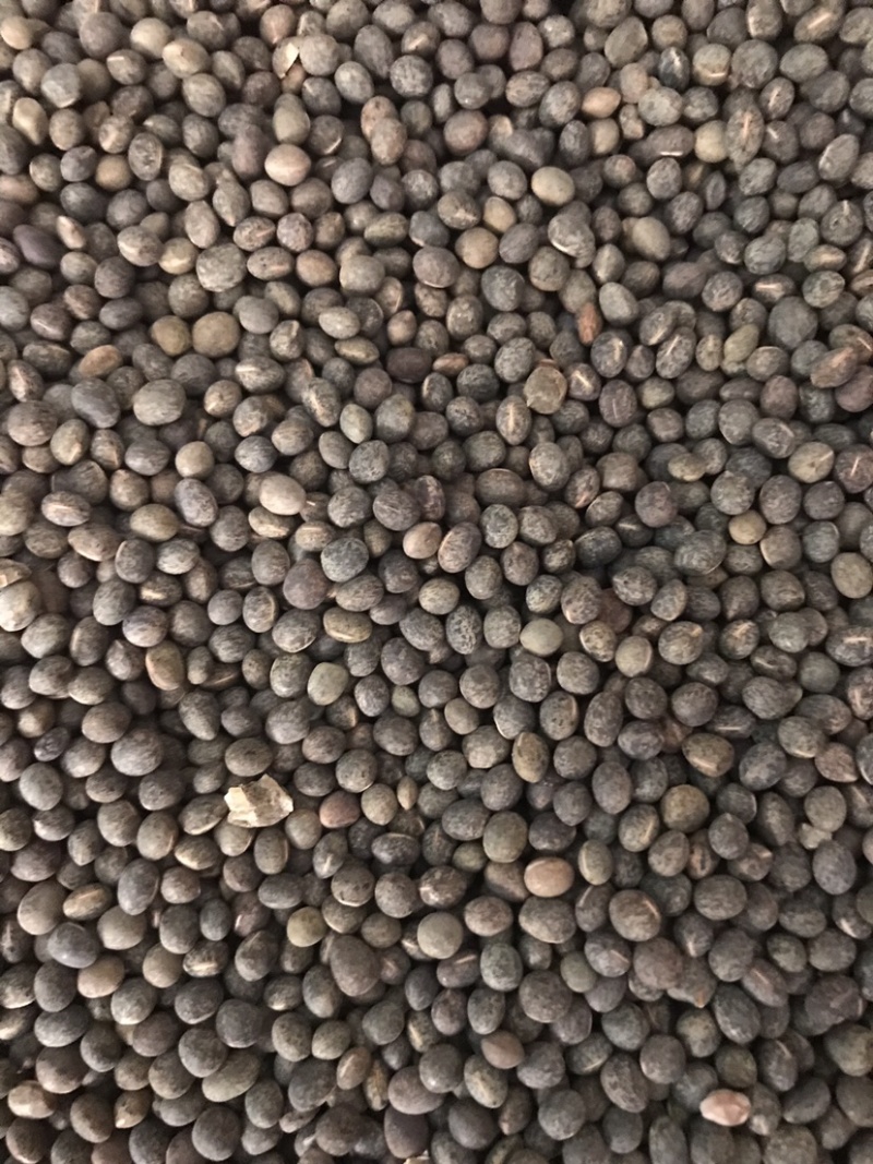 黑碗豆可适打凉粉做鸽粮干净过筛的