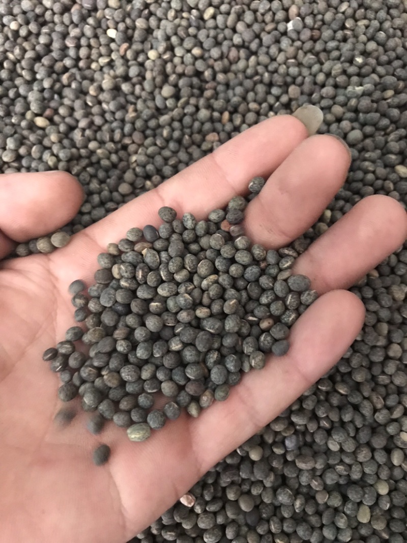黑碗豆可适打凉粉做鸽粮干净过筛的