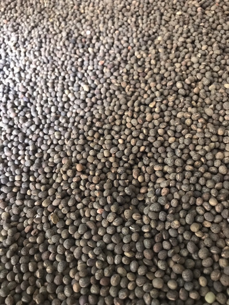 黑碗豆可适打凉粉做鸽粮干净过筛的