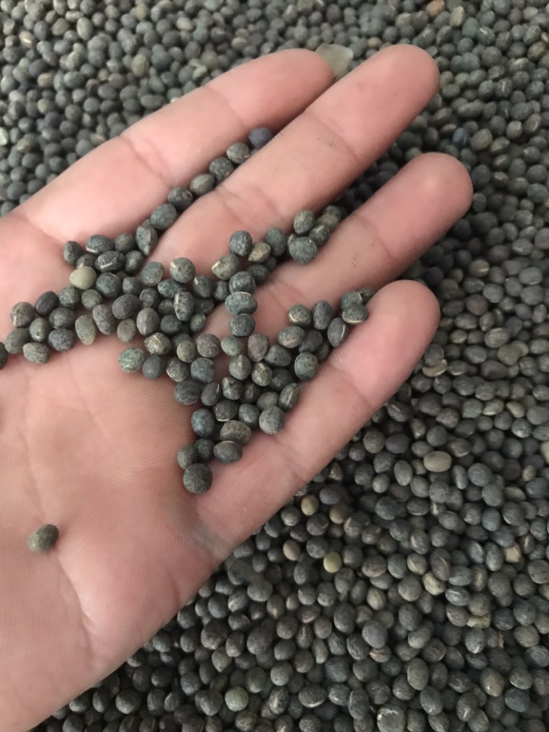 黑碗豆可适打凉粉做鸽粮干净过筛的