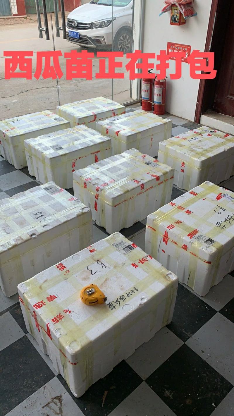 西瓜苗嫁接西瓜苗产量高优质抗病美都8424