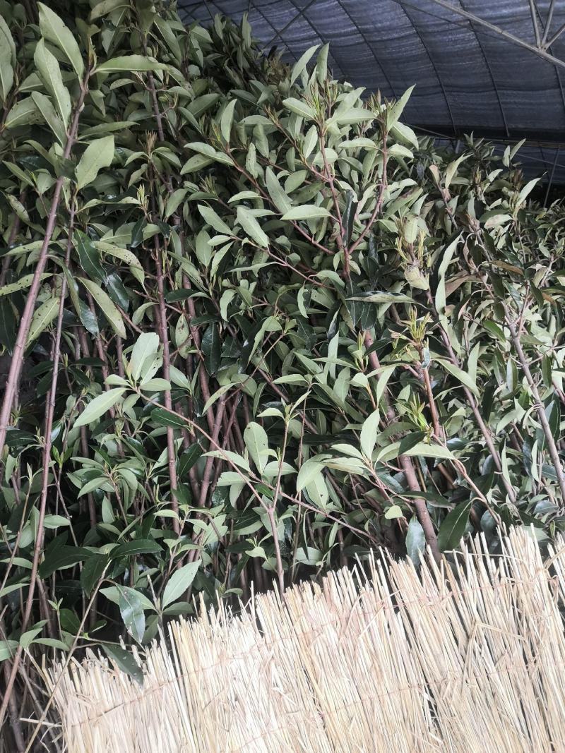 庭院绿化法国冬青珊瑚树围墙篱笆树苗绿色植物四季常青工程绿