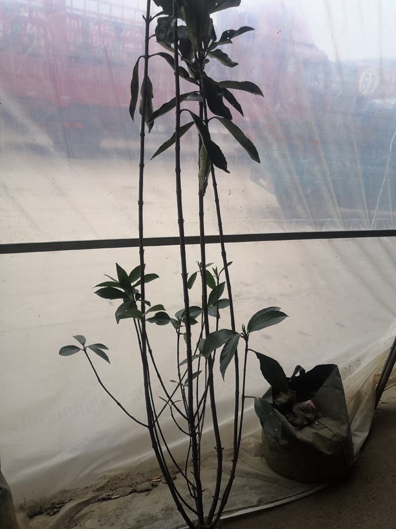 庭院绿化法国冬青珊瑚树围墙篱笆树苗绿色植物四季常青工程绿