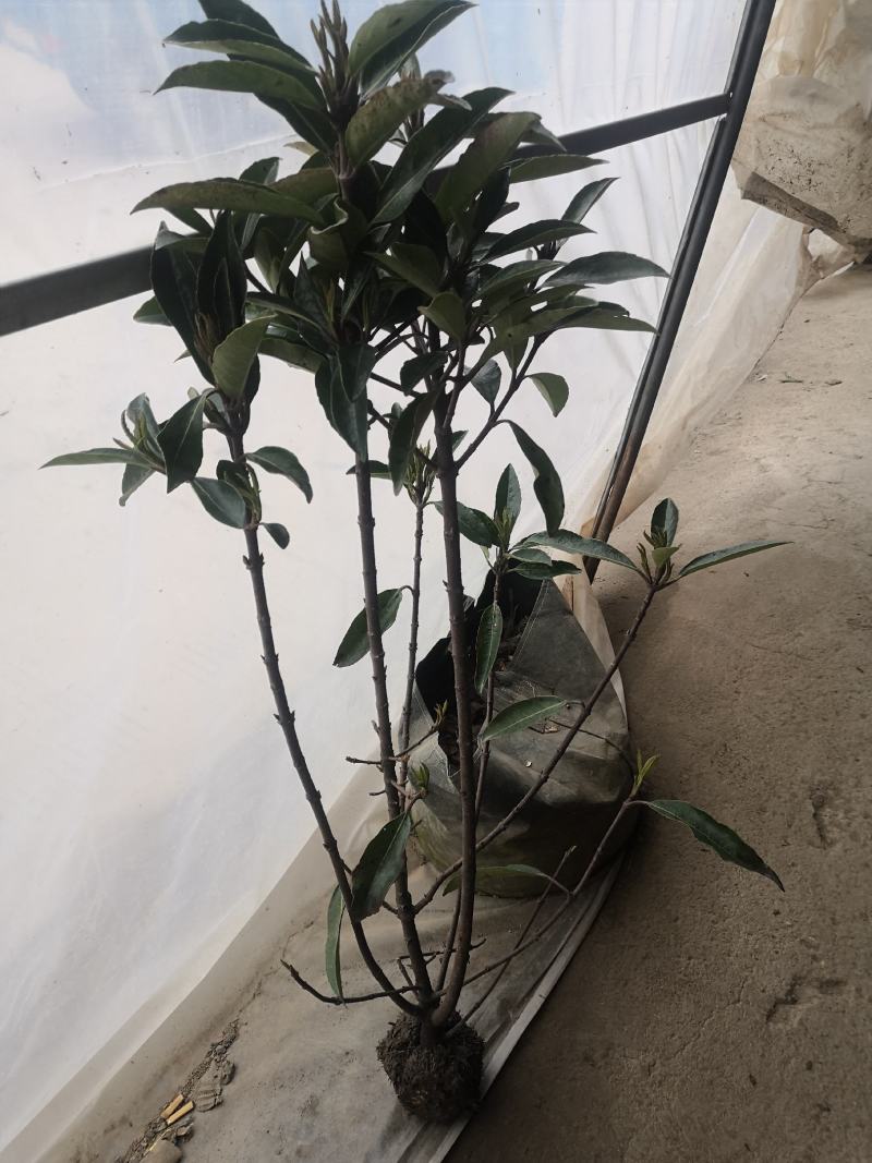 庭院绿化法国冬青珊瑚树围墙篱笆树苗绿色植物四季常青工程绿