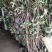 庭院绿化法国冬青珊瑚树围墙篱笆树苗绿色植物四季常青工程绿