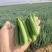 精品豌豆好货场地直销提前预定！大量有货
