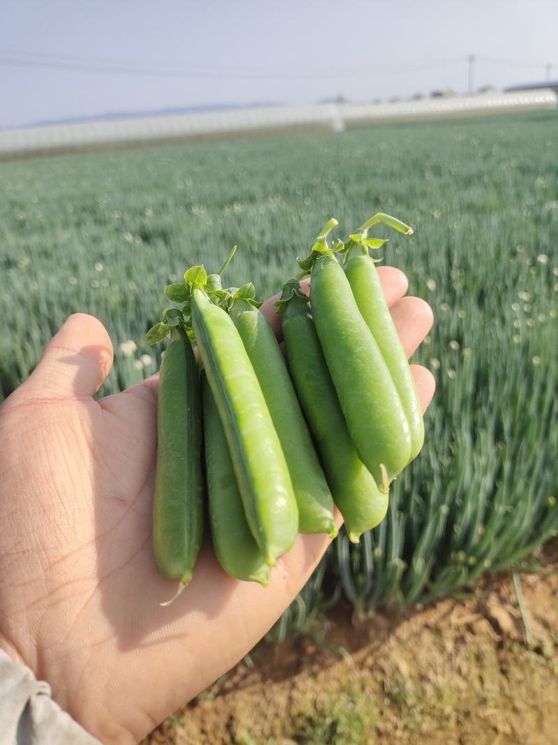 精品豌豆好货场地直销提前预定！大量有货