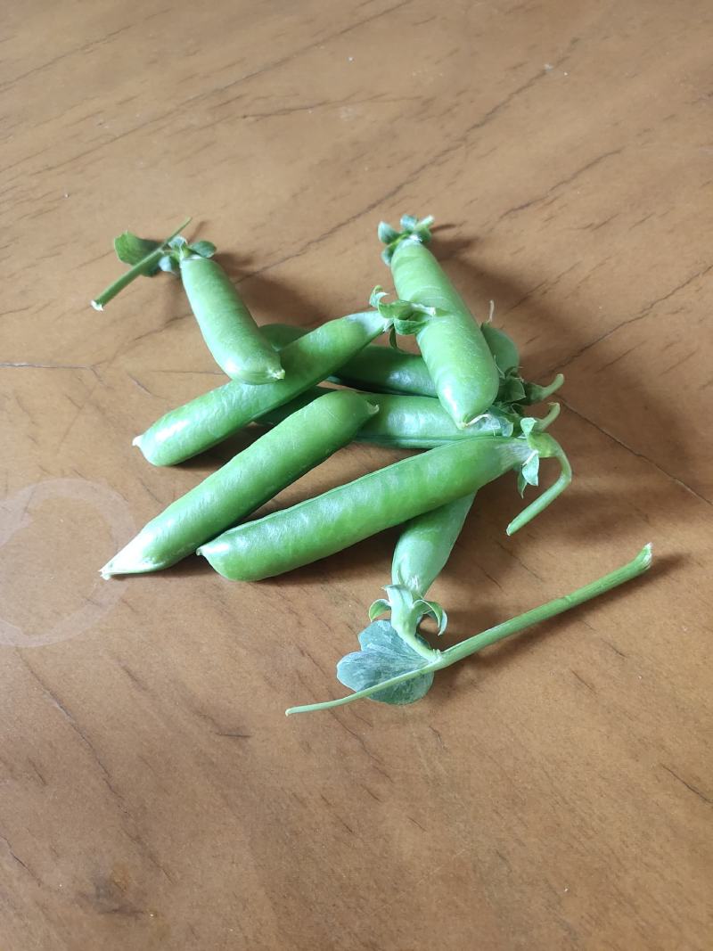 精品豌豆好货场地直销提前预定！大量有货
