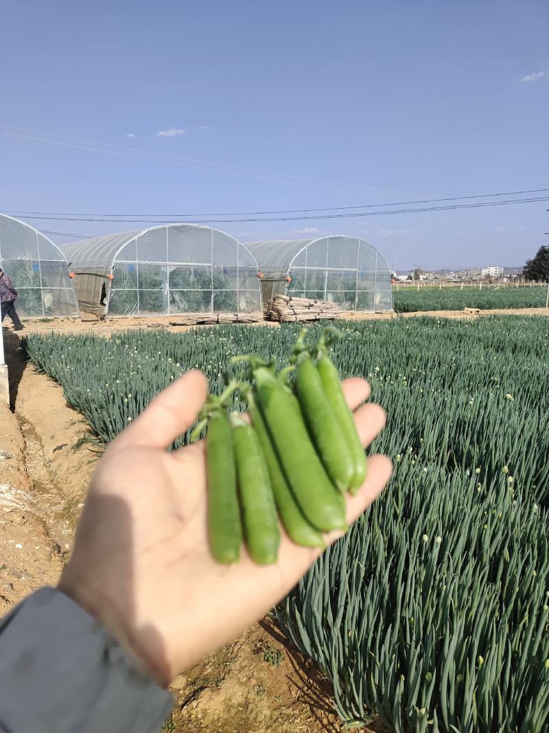 精品豌豆好货场地直销提前预定！大量有货