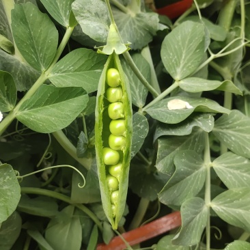 精品豌豆好货场地直销提前预定！大量有货