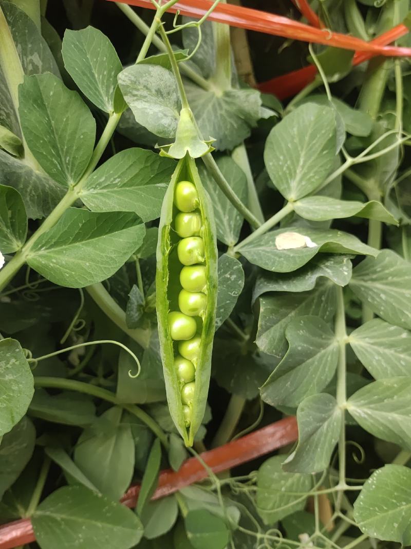 精品豌豆好货场地直销提前预定！大量有货