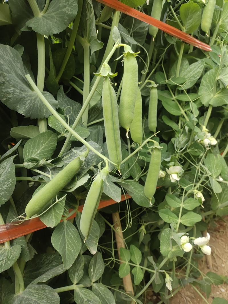 精品豌豆好货场地直销提前预定！大量有货