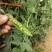 精品豌豆好货场地直销提前预定！大量有货