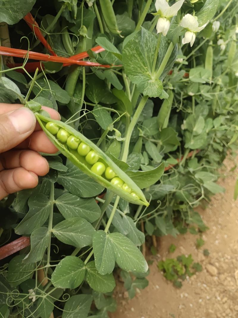 精品豌豆好货场地直销提前预定！大量有货
