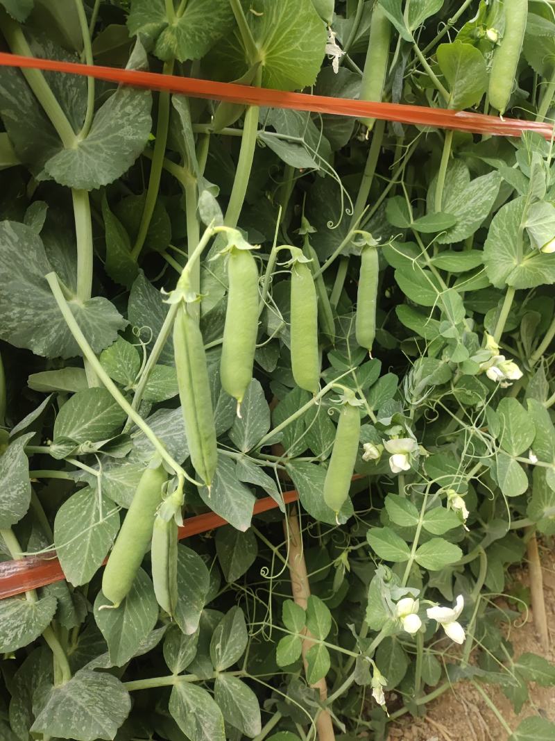 精品豌豆好货场地直销提前预定！大量有货