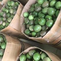 供应精品越南百香果老挝百香果台农百香果