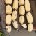 优质莲藕3537，保证质量，优惠上市中！