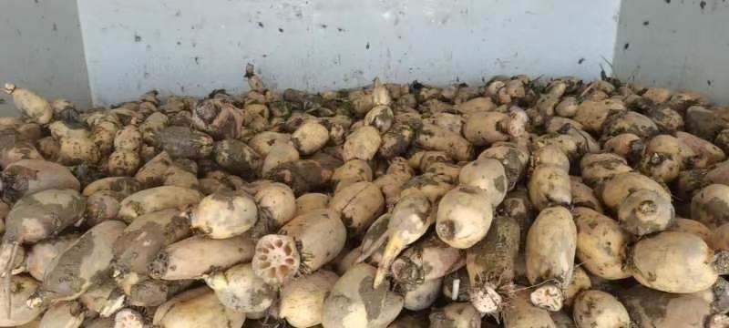 优质莲藕3537，保证质量，优惠上市中！