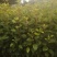 红花荷小苗，荷苞木袋苗红花荷树苗红花荷
