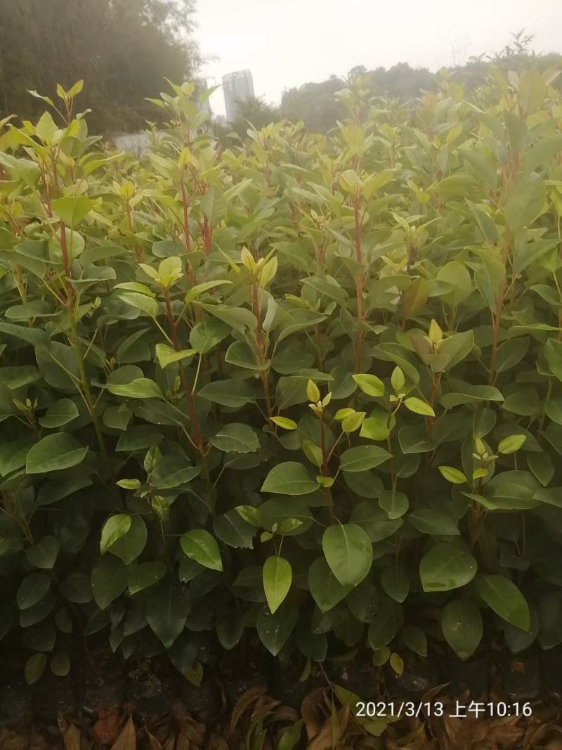 红花荷小苗，荷苞木袋苗红花荷树苗红花荷