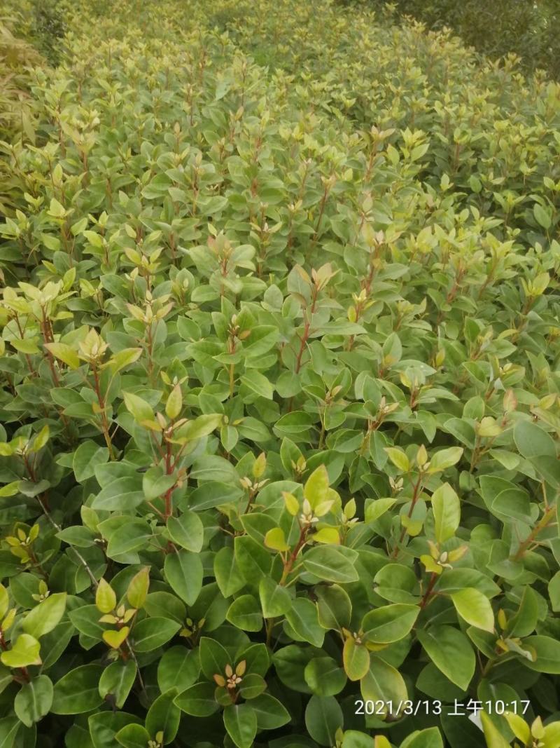红花荷小苗，荷苞木袋苗红花荷树苗红花荷