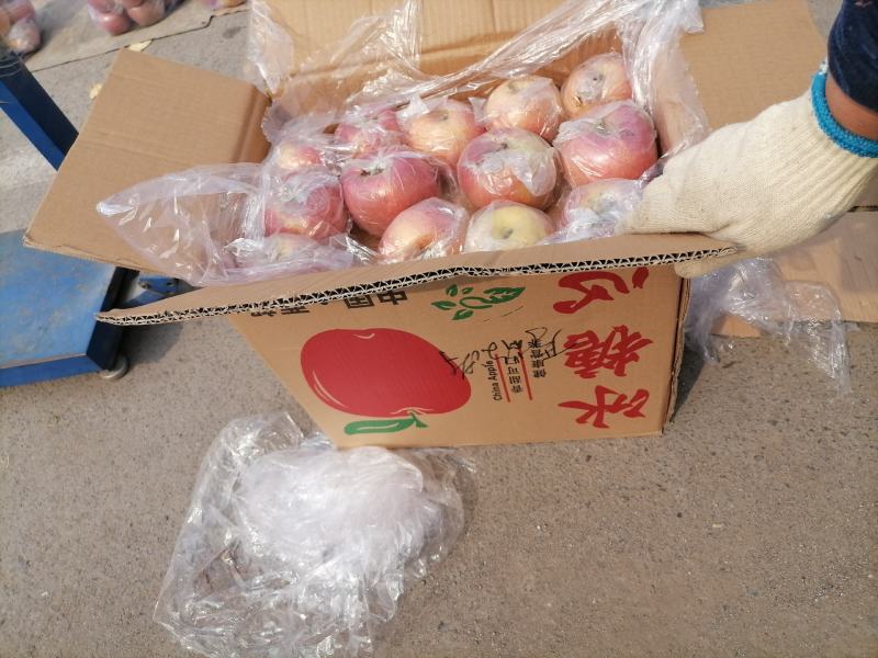 山西运城冰糖心苹果大量批发