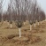 紫叶李10公分12公分大量有货,价格便宜基地直供。