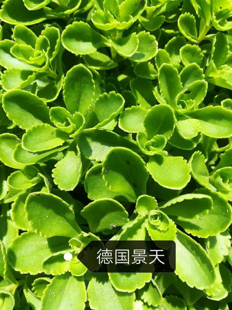 德国景天，苗圃直销德国景天，三七景天，八宝景天，
