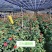 农用防老化遮阳网:果蔬、花卉、药材、苗木种植专用遮阳网