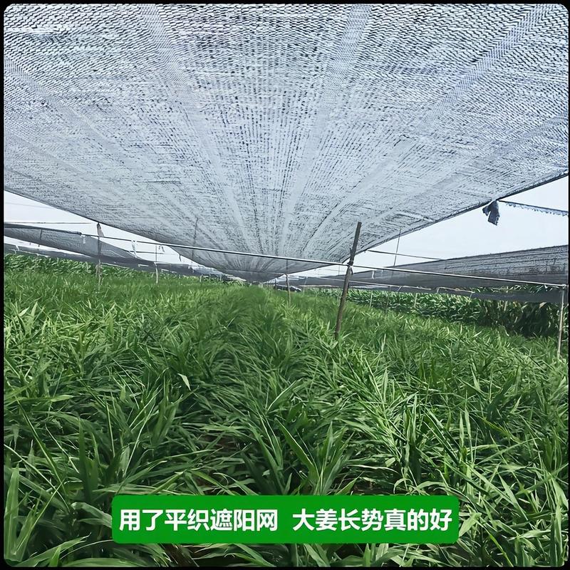 农用防老化遮阳网:果蔬、花卉、药材、苗木种植专用遮阳网