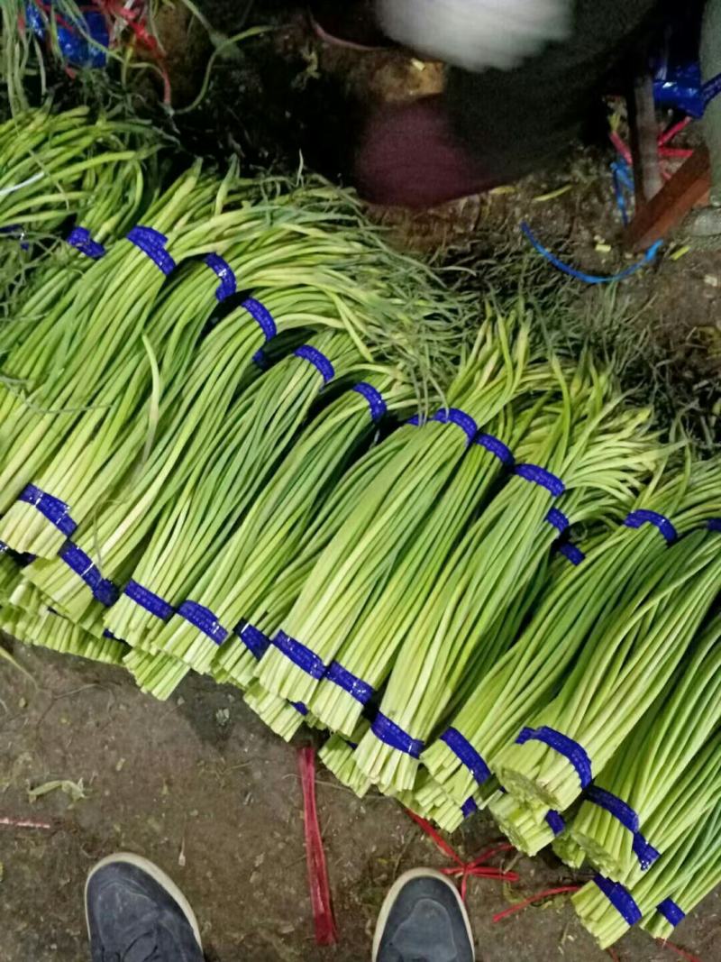 白帽蒜苔，开库了，大量批发，山东产地，大量批发