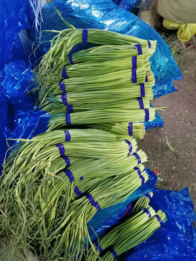 白帽蒜苔，开库了，大量批发，山东产地，大量批发