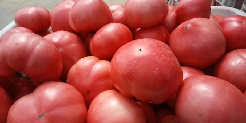 西红柿上市了！欢迎全国各地朋友前来采购！