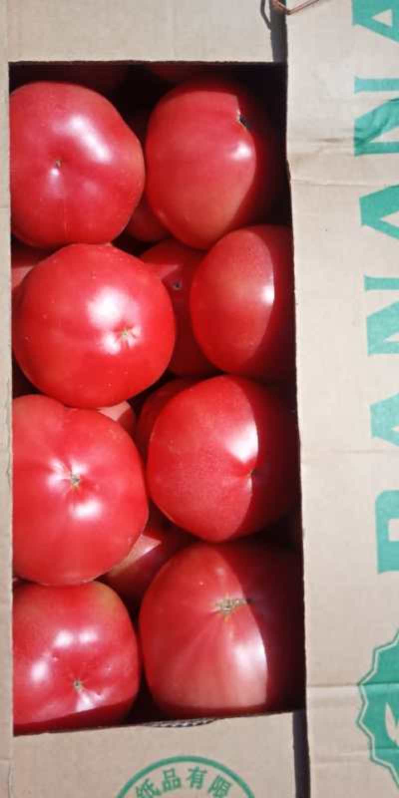 西红柿上市了！欢迎全国各地朋友前来采购！