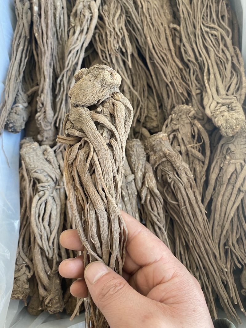 当归甘肃岷县岷归个子正品无硫***当归个子
