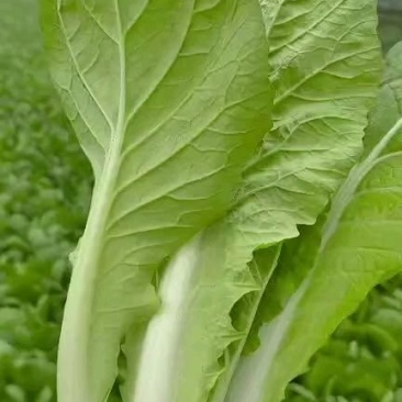 山东曹县奶白菜，产地直销质量保障，中颗，小颗欢迎订购