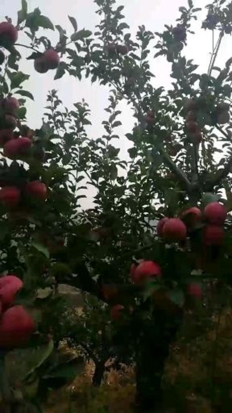 青龙满族自治县双山子镇大山上长的红肉苹果，酸甜。