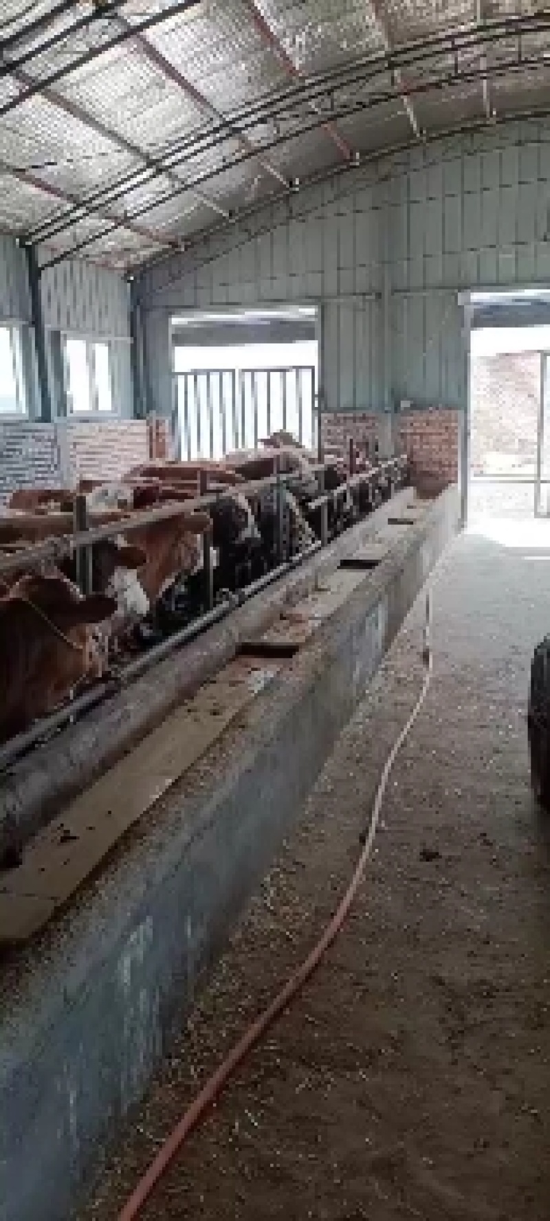 牛犊，肉牛，架子牛。子母对。土牛，品种牛