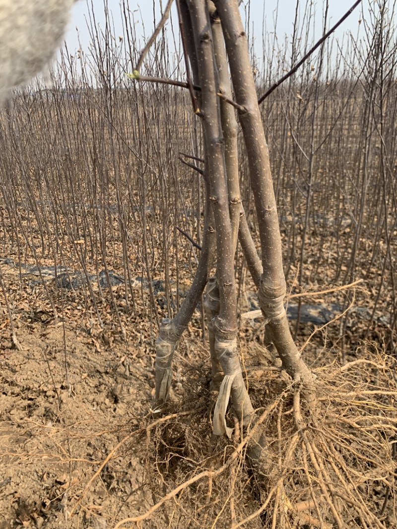 苹果苗众成三号一号土歧美味维纳斯黄金矮化苹果苗