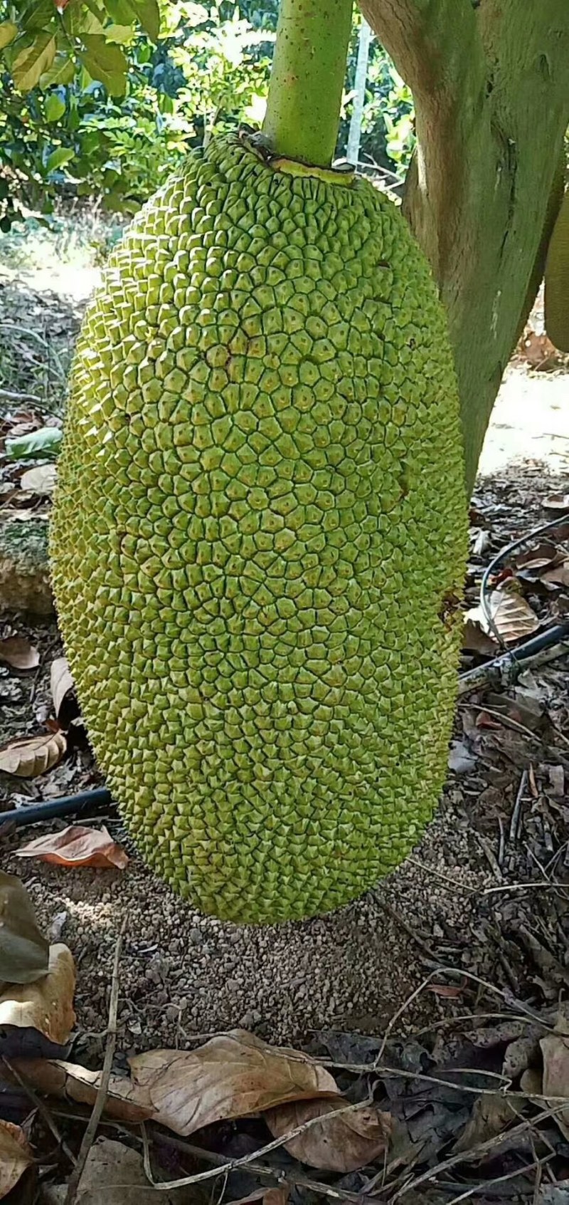 海南黄肉菠萝蜜大量批发一整车发货或物流发货