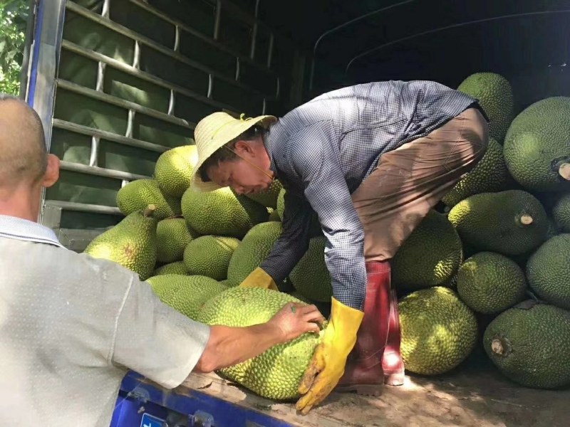 海南黄肉菠萝蜜大量批发一整车发货或物流发货