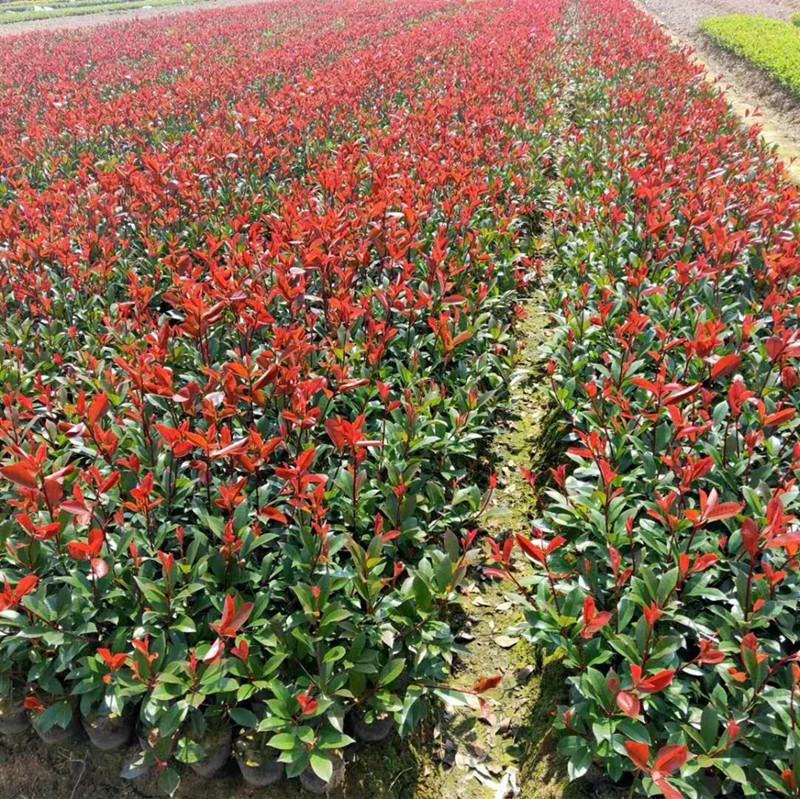 红叶石楠培育基地的实地考察场景