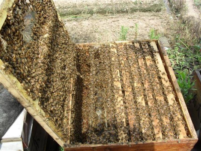 自己家养的土蜂蜜，无任何添加剂，假一罚十