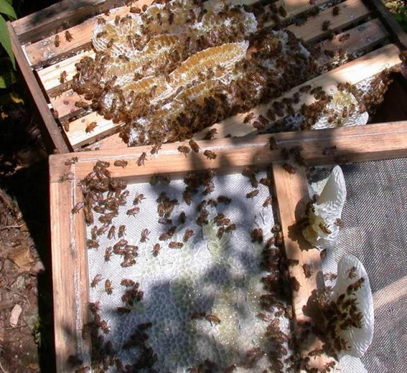 自己家养的土蜂蜜，无任何添加剂，假一罚十
