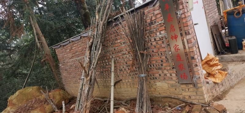 三黄鸡中鸡土1.5苗80天