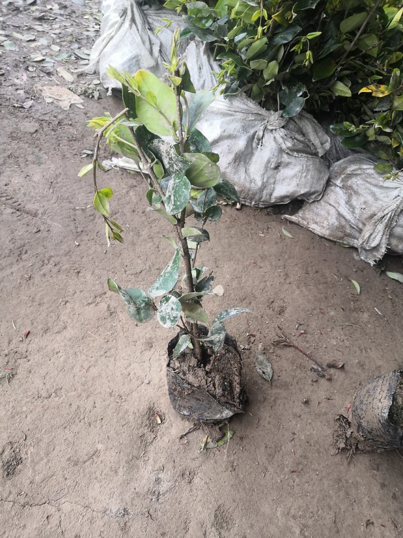 金森女贞苗金森女贞小苗杯苗灌木植物园林绿化工程苗
