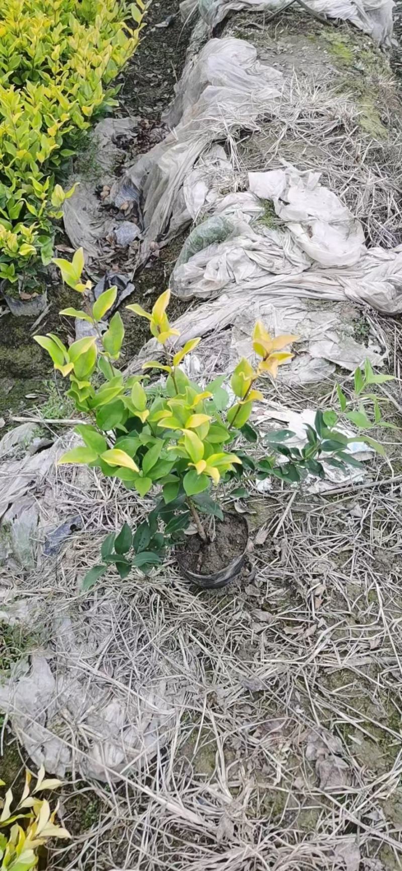 金森女贞苗金森女贞小苗杯苗灌木植物园林绿化工程苗