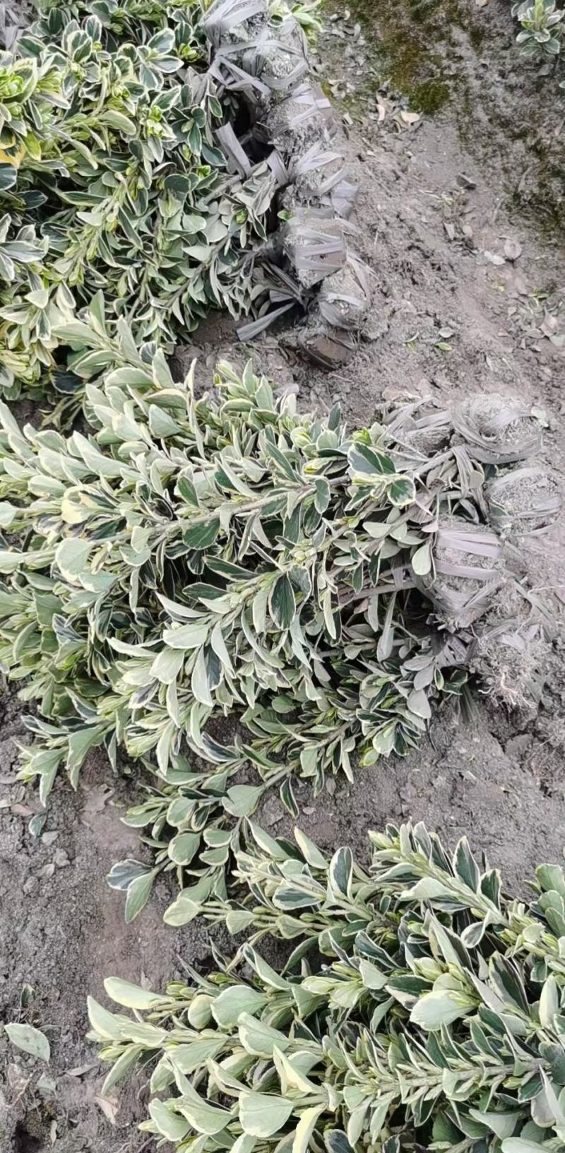 金森女贞苗金森女贞小苗杯苗灌木植物园林绿化工程苗